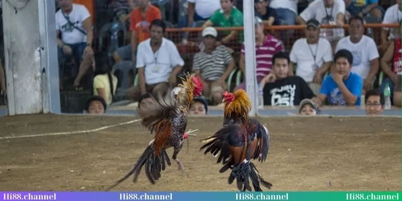 Bạn tìm hiểu luật chơi chọi kê cựa dao cụ thể