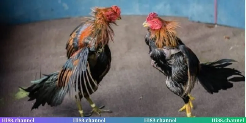 Khái niệm sơ lược về đá gà Thomo