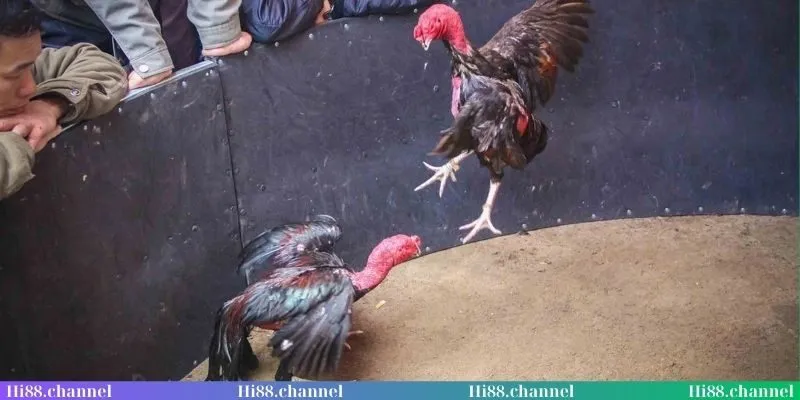 Ngoài đá gà cựa dao còn có đá gà đòn gay cấn