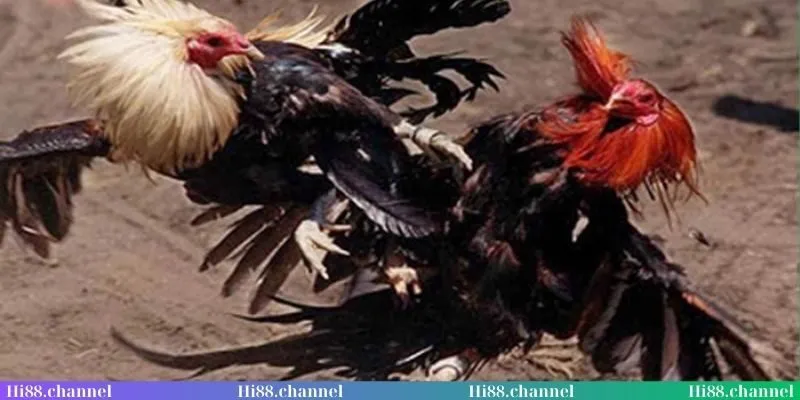 Những loại hình đá gà Thomo