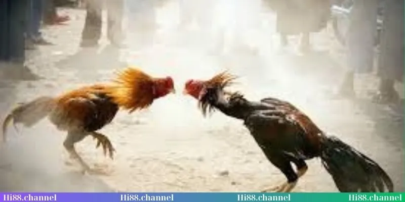 Quy tắc về loại hình đá gà trực tiếp