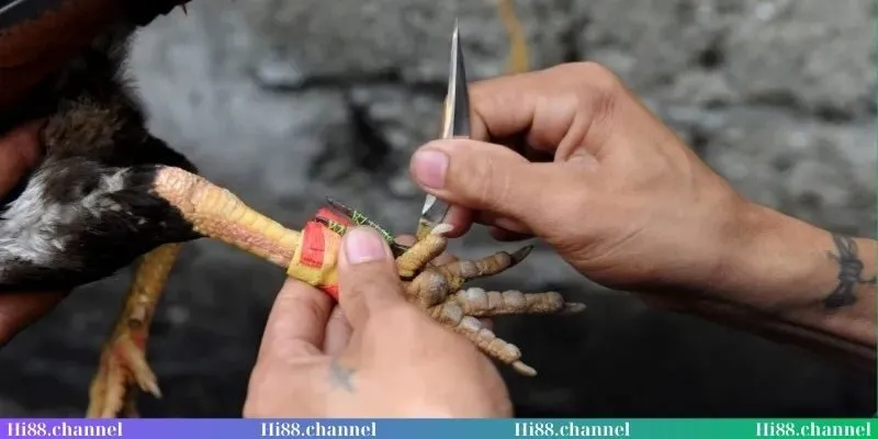 Thông tin về loại hình đá gà cựa dao