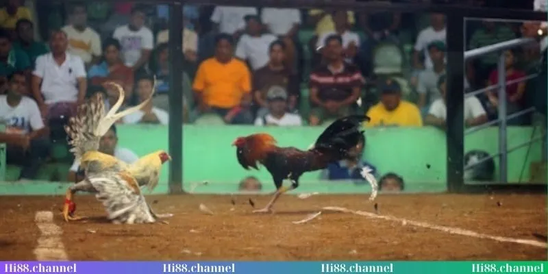 Ưu điểm khi theo dõi trận đấu cựa dao hấp dẫn