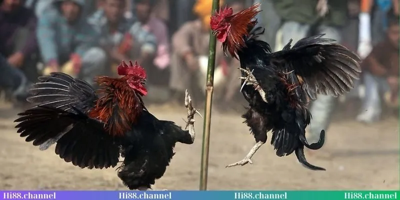 Ưu điểm nổi bật từ đá gà Thomo